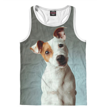 Борцовка Jack Russell Terrier