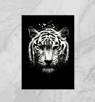  Тигр